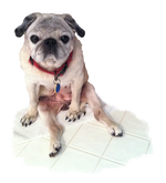 Pug severe back leg nerve damage