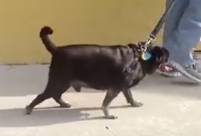 Pug myelopathy signs